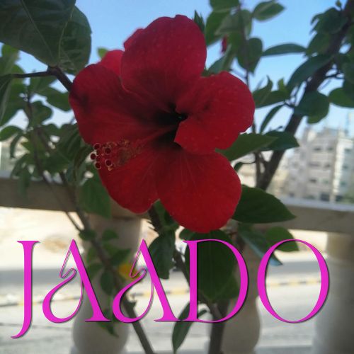 JAADO Store